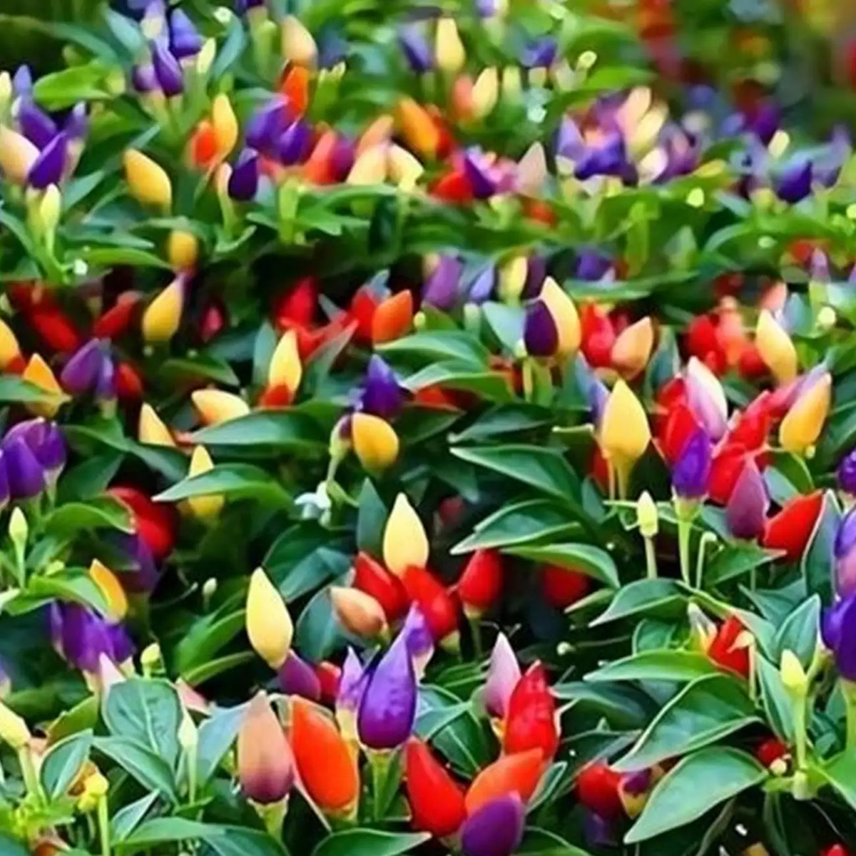 Chinese Five-Color Pepper Seeds