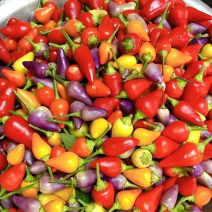 Chinese Five-Color Pepper Seeds
