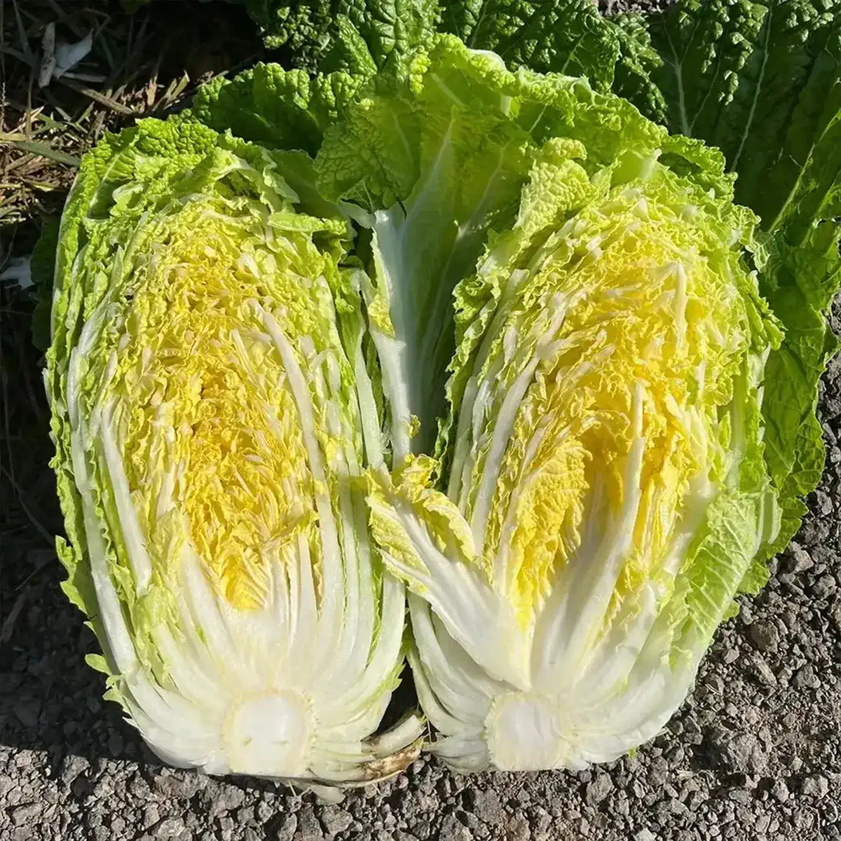 Chinese Cabbage Seeds