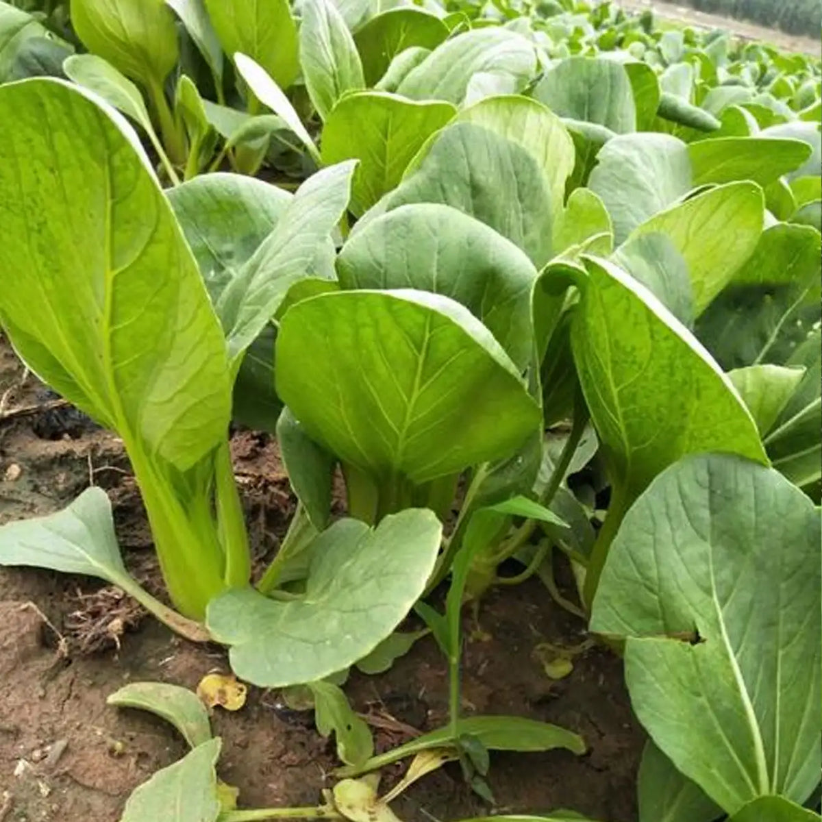 Bok Choy Seeds - Pak Choi Chinese Cabbage