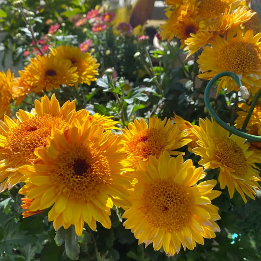 Chrysanthemum 'Sun Bubble' Seeds