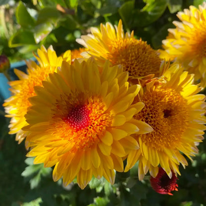 Chrysanthemum 'Sun Bubble' Seeds