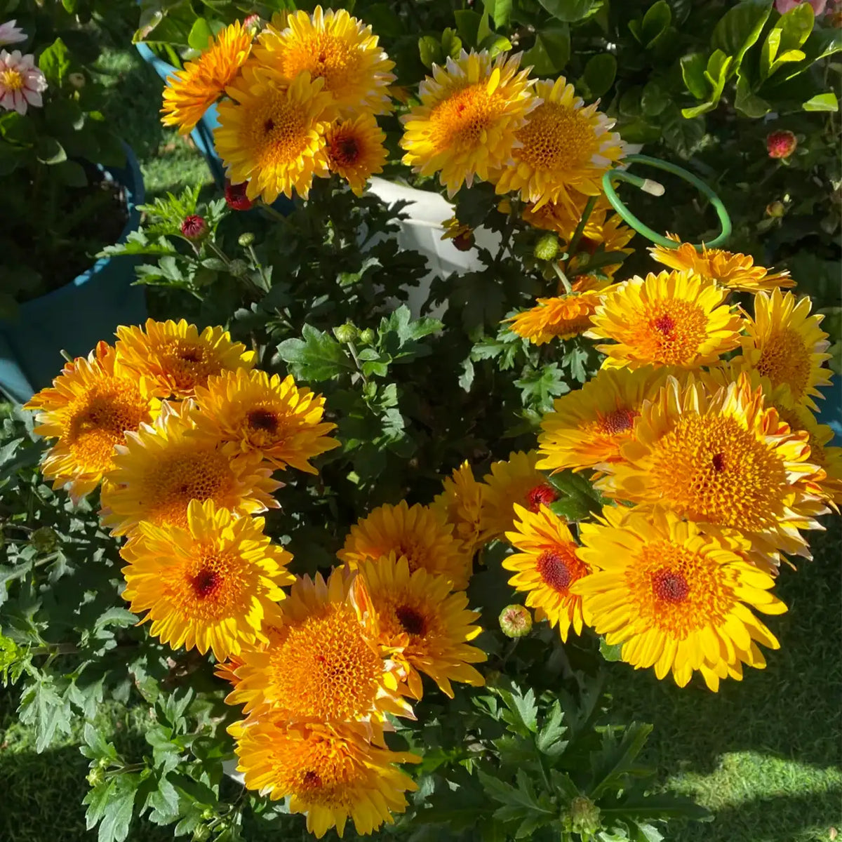 Chrysanthemum 'Sun Bubble' Seeds