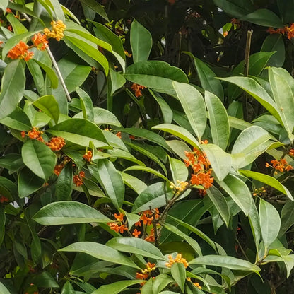 Cinnamon Treen Seeds