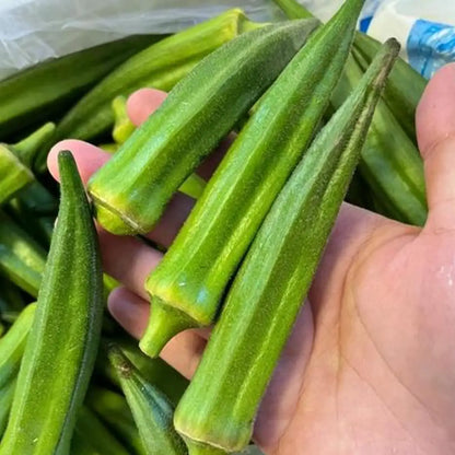 Clemson Spineless Okra Seeds