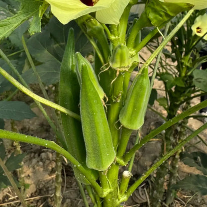 Clemson Spineless Okra Seeds