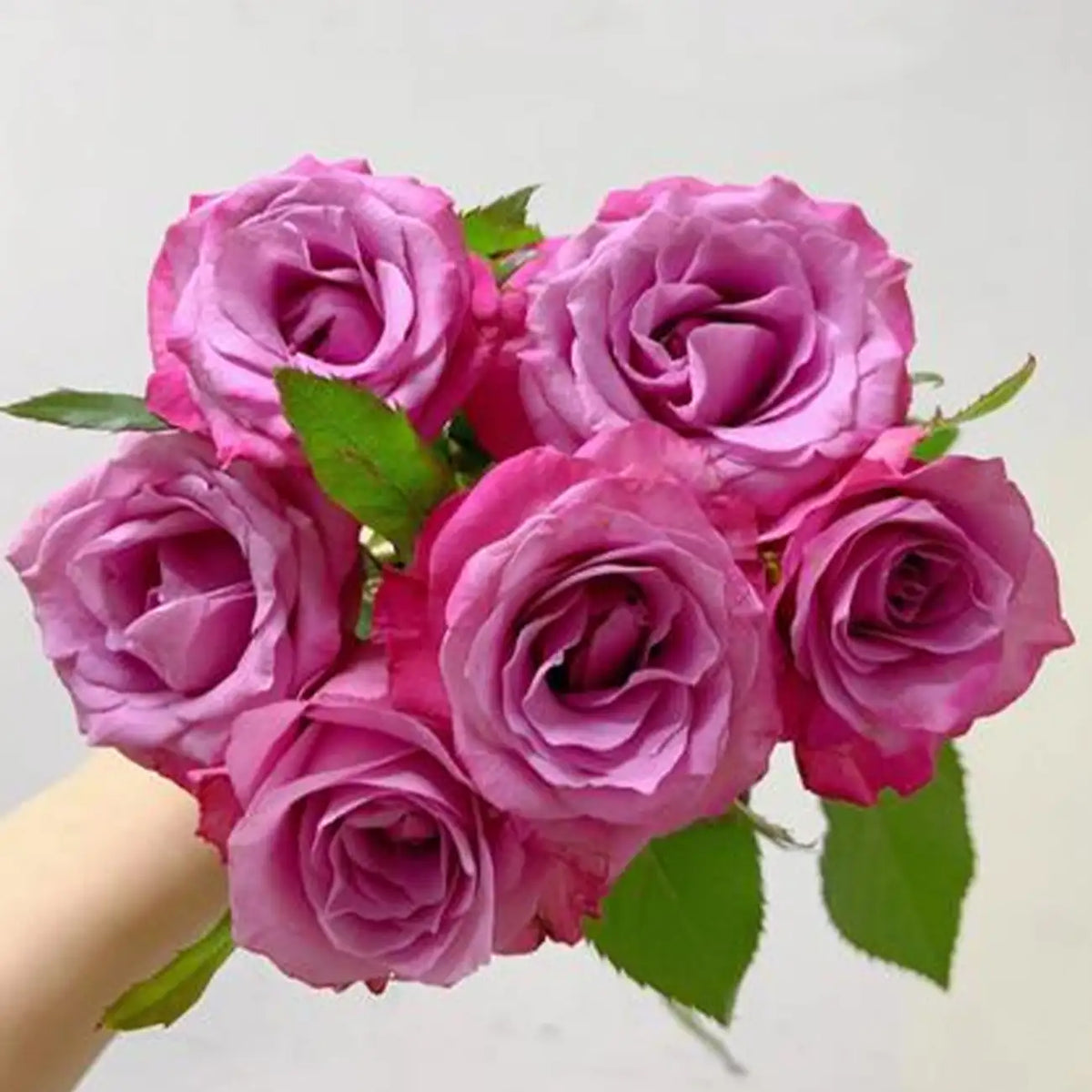 Cold Beauty Rose Seeds