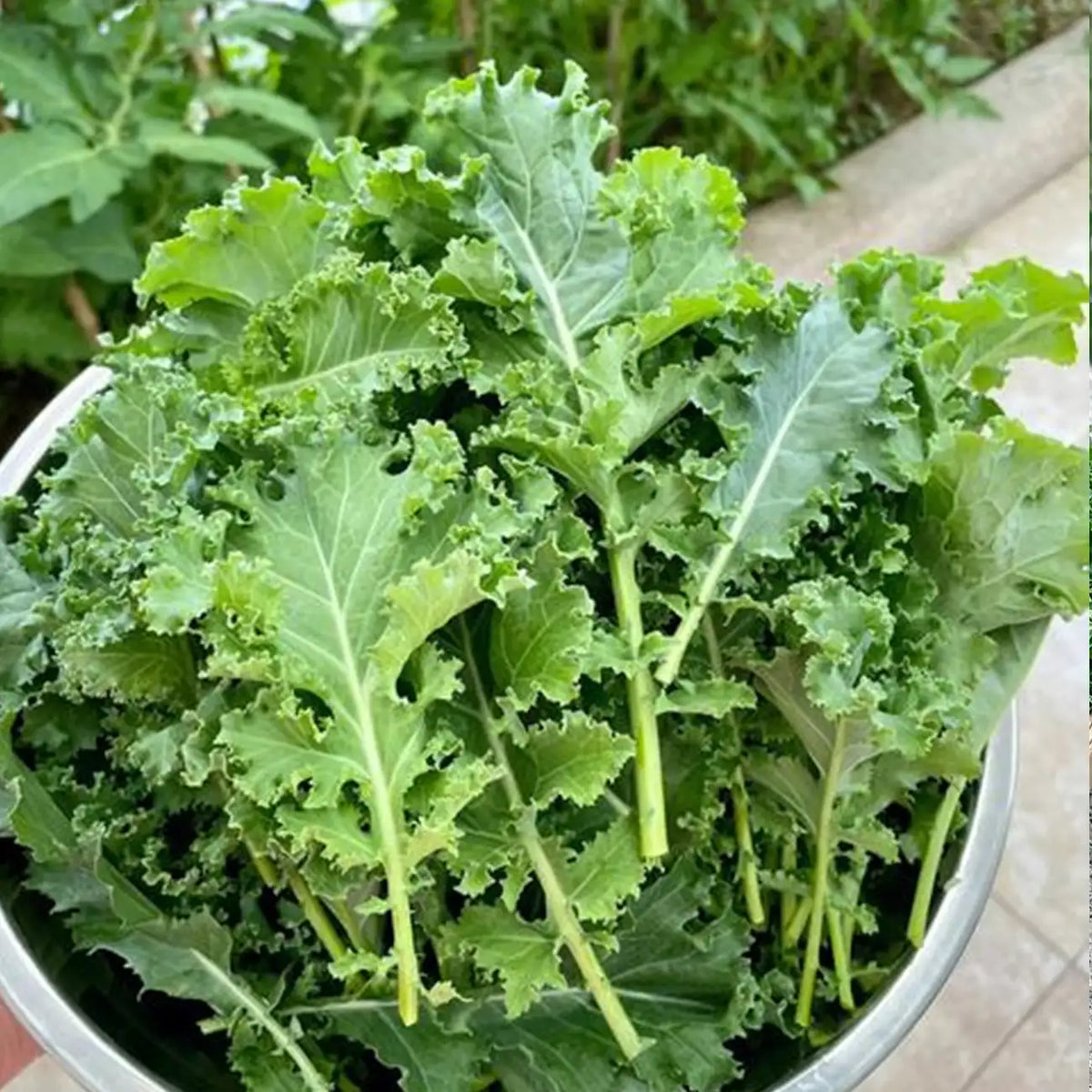 Collards Seeds