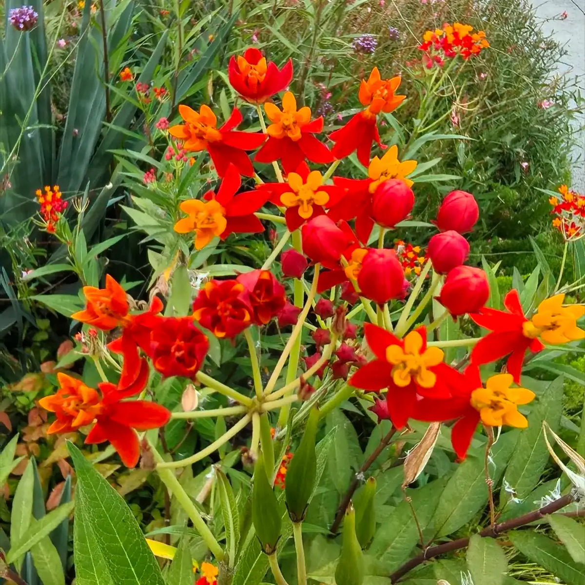 Tropical Milkweed Seeds - Red & Yellow Blooms