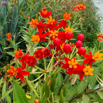 Tropical Milkweed Seeds - Red & Yellow Blooms