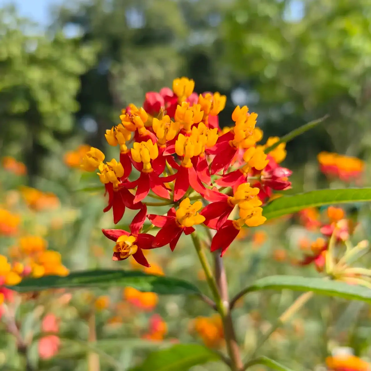 Tropical Milkweed Seeds - Red & Yellow Blooms