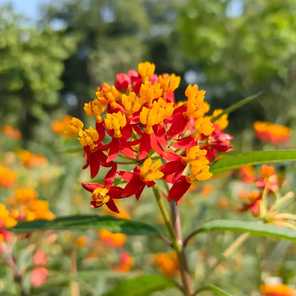 Tropical Milkweed Seeds - Red & Yellow Blooms