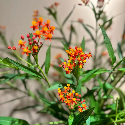 Tropical Milkweed Seeds - Red & Yellow Blooms