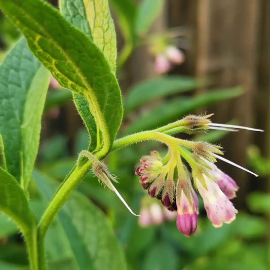 Common  True Comfrey