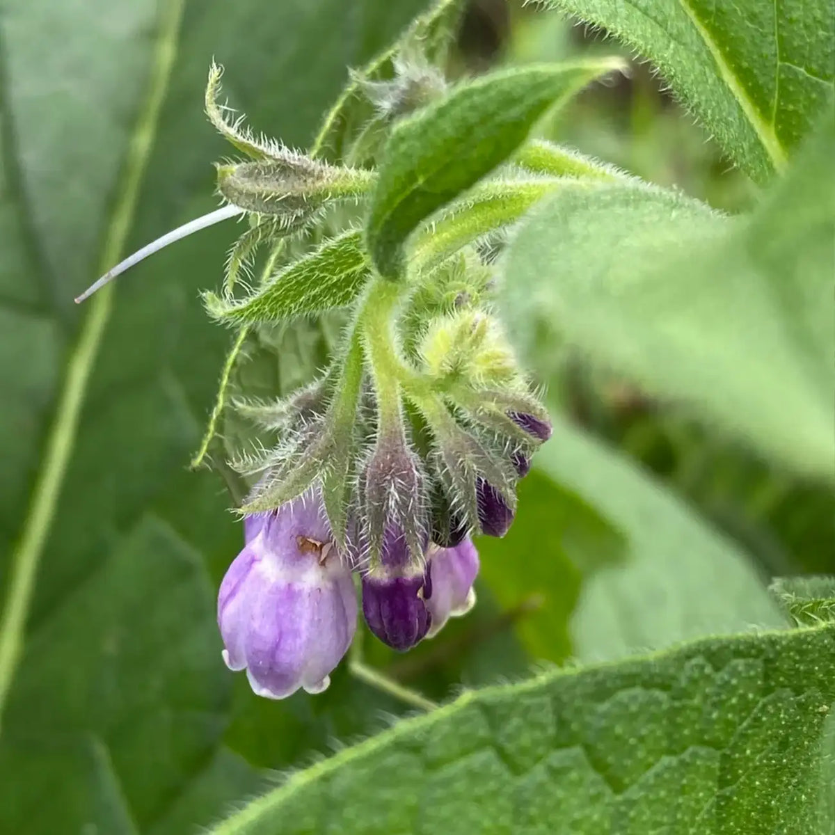 Common  True Comfrey