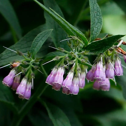 Common  True Comfrey