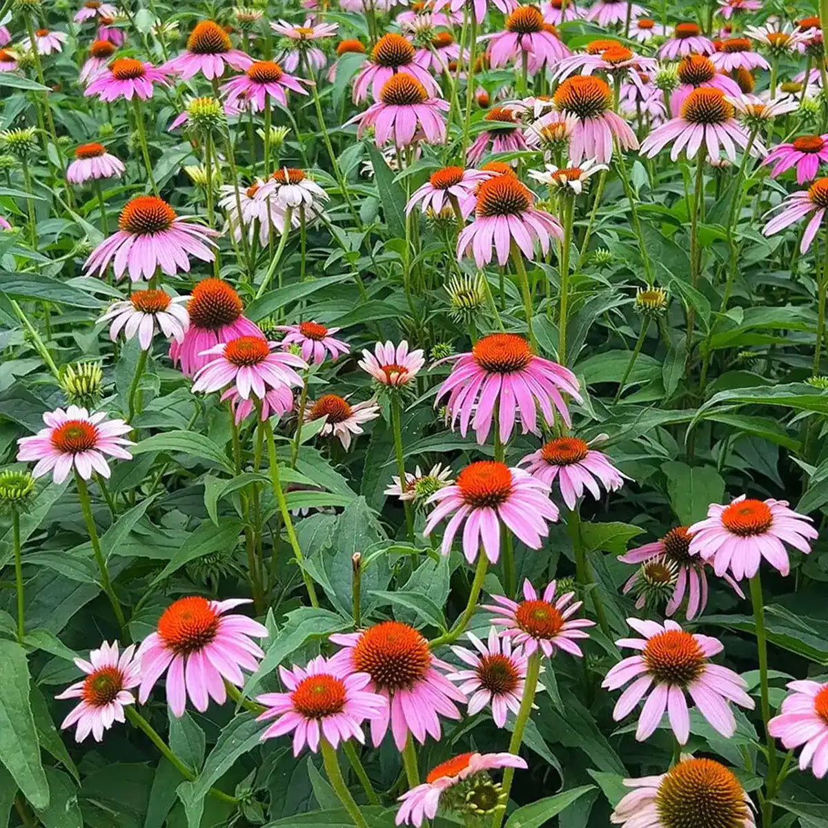 Coneflowers Seeds-Rosy Cone