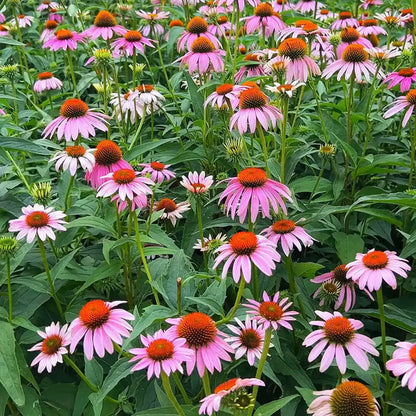 Coneflowers Seeds-Rosy Cone