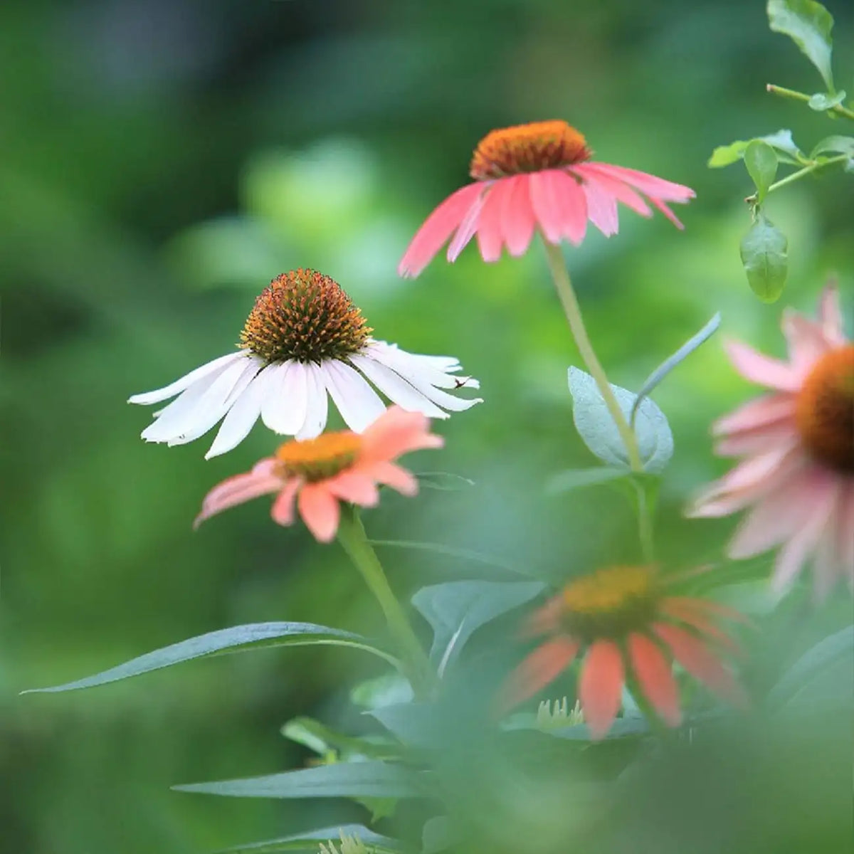 Coneflowers Seeds-Rosy Cone