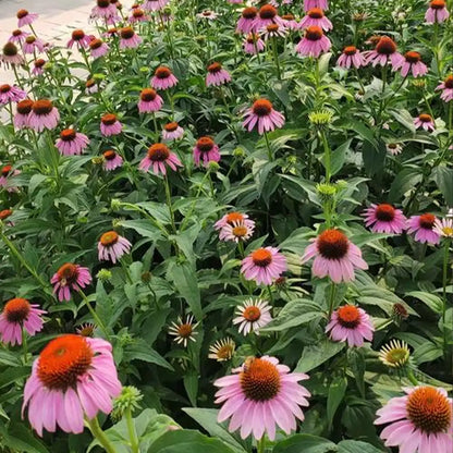 Coneflowers Seeds-Rosy Cone