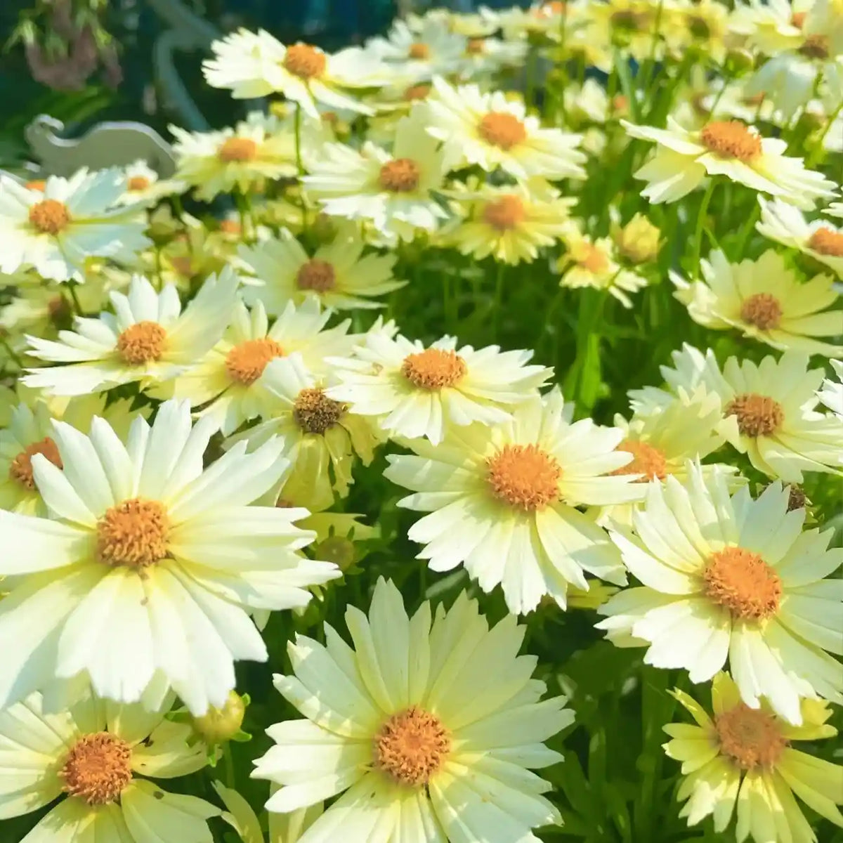 Coreopsis Seeds - Alarm Clock Cream Shades