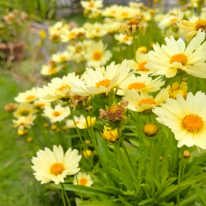 Coreopsis Seeds - Alarm Clock Cream Shades