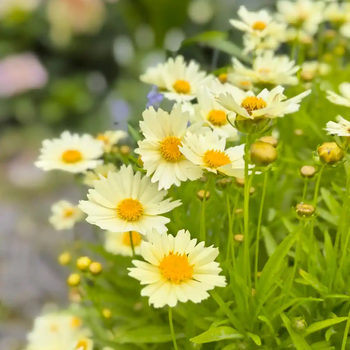 Coreopsis Seeds - Alarm Clock Cream Shades