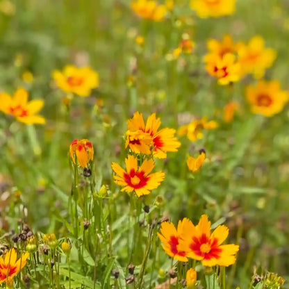 Coreopsis Seeds - Alarm Clock Yellow Red Eye