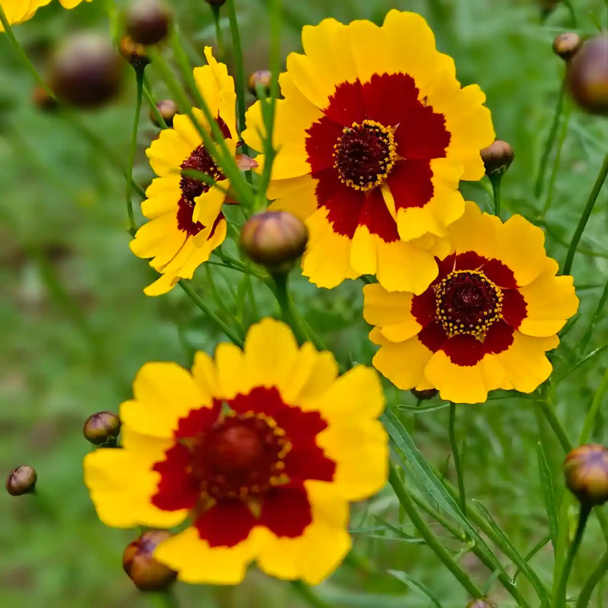 Coreopsis Seeds - Bicolor