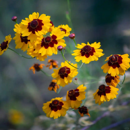 Coreopsis Seeds - Bicolor