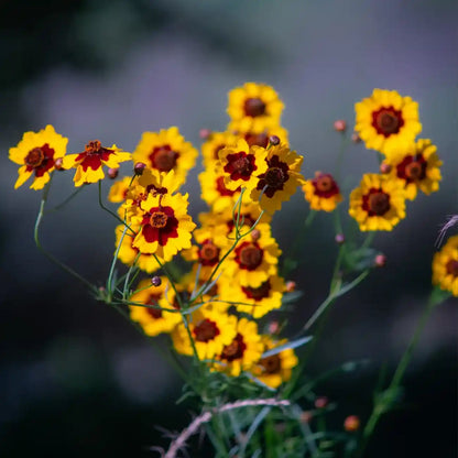 Coreopsis Seeds - Bicolor