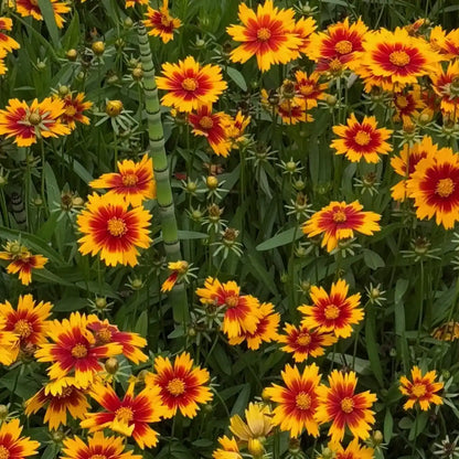 Coreopsis Seeds - Daybreak