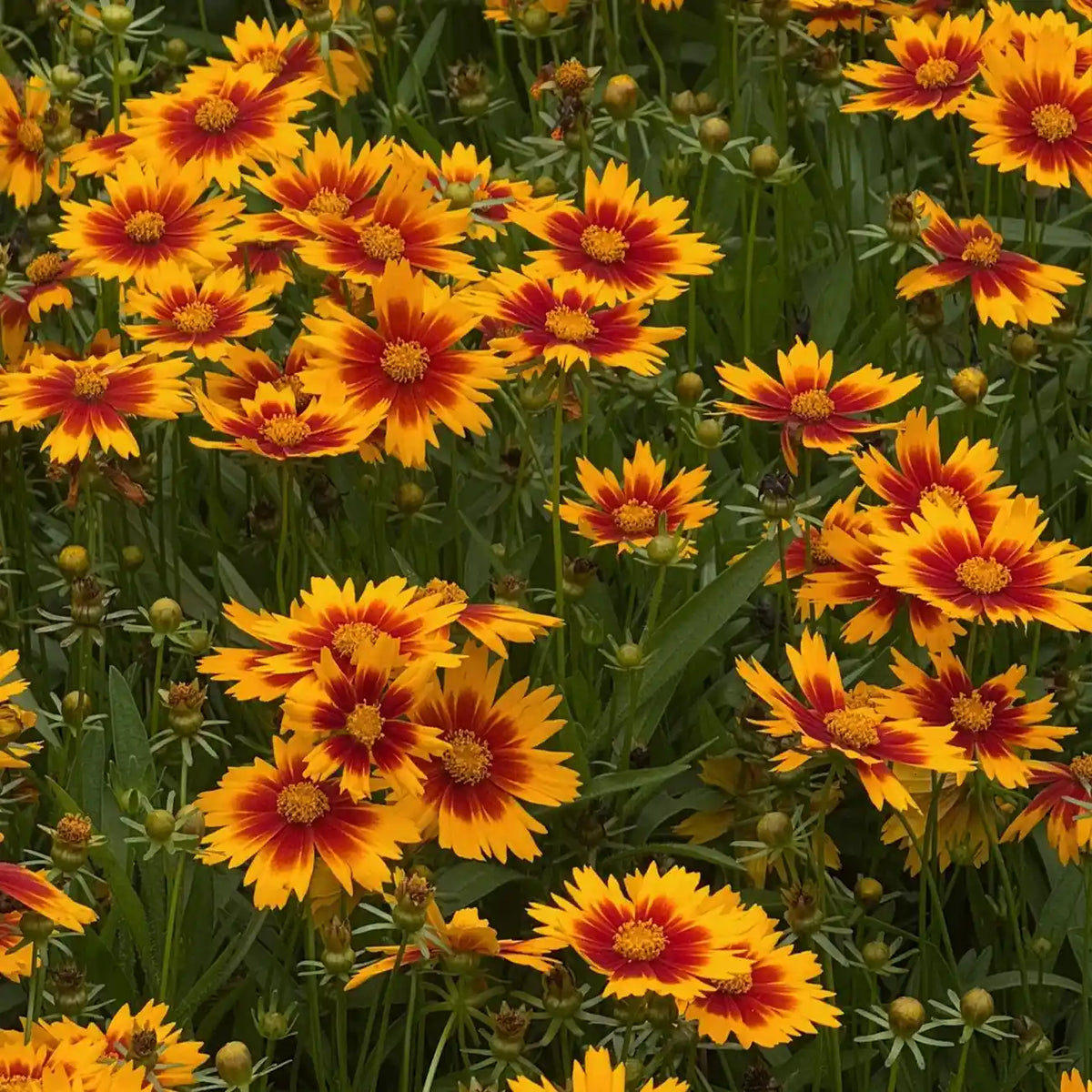 Coreopsis Seeds - Daybreak