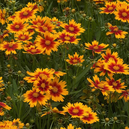 Coreopsis Seeds - Daybreak