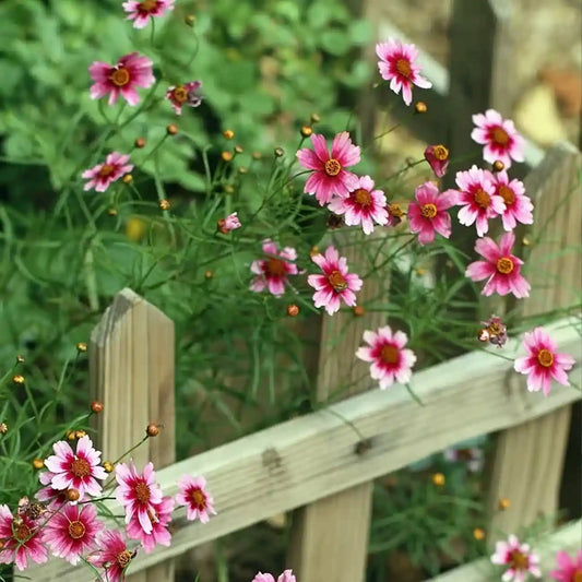 Coreopsis Seeds - Heaven's Gate