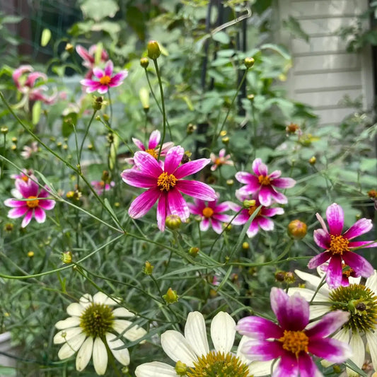 Coreopsis Seeds - Jive