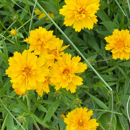 Coreopsis Seeds - Large-Flowered Tickseed