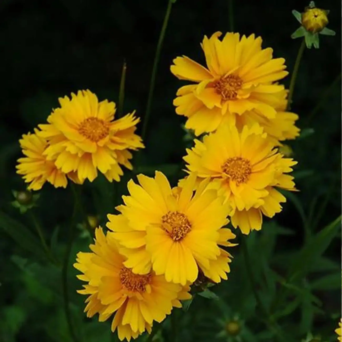 Coreopsis Seeds - Large-Flowered Tickseed
