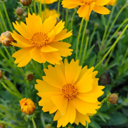 Coreopsis Seeds - Large-Flowered Tickseed