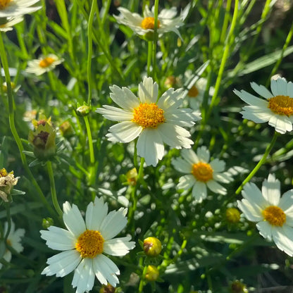 Coreopsis Seeds - Nebula