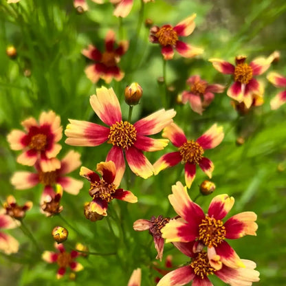 Coreopsis Seeds - Prairie Coral