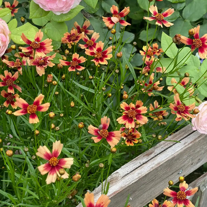 Coreopsis Seeds - Prairie Coral