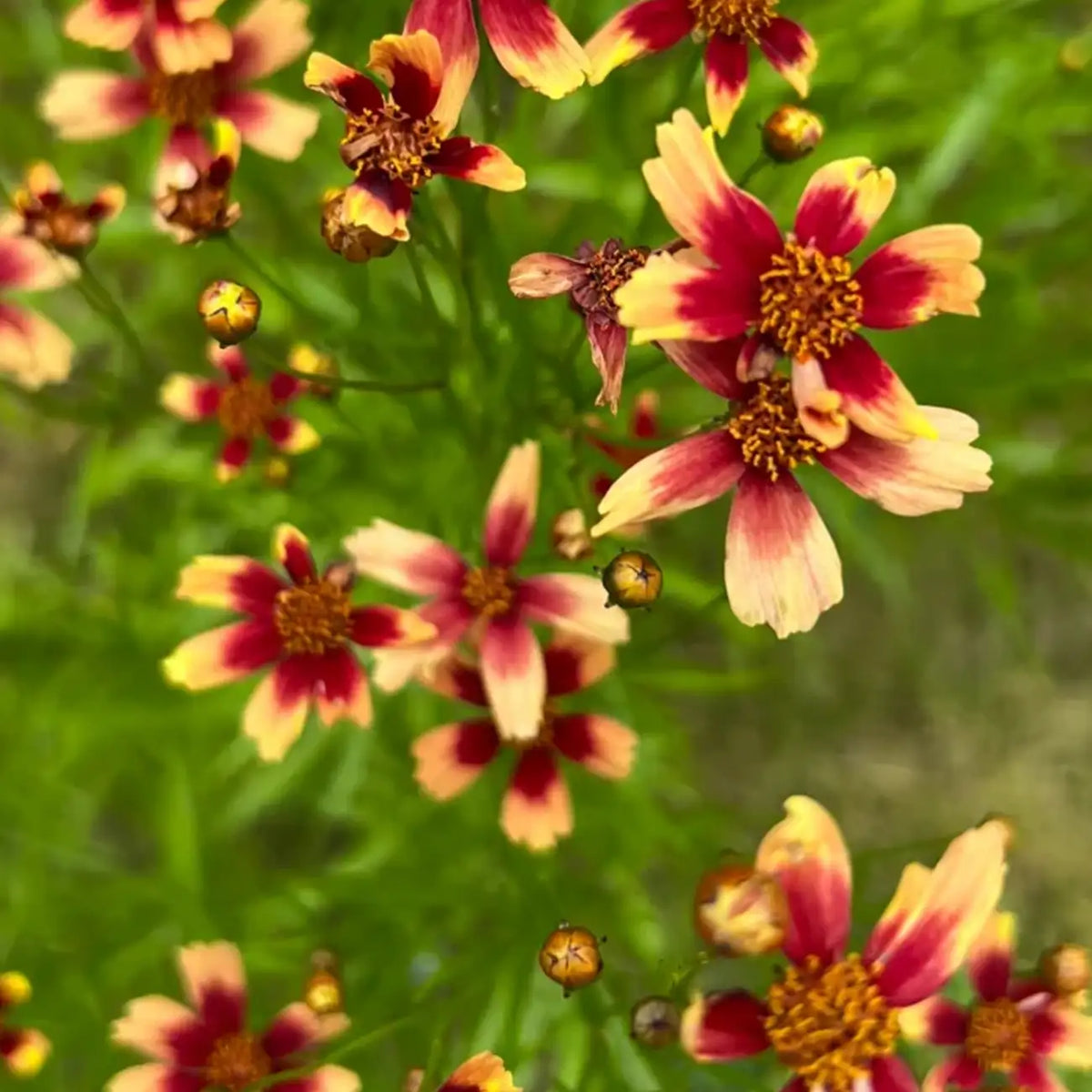 Coreopsis Seeds - Prairie Coral