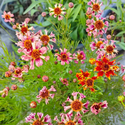 Coreopsis Seeds - Sea Shells Mix