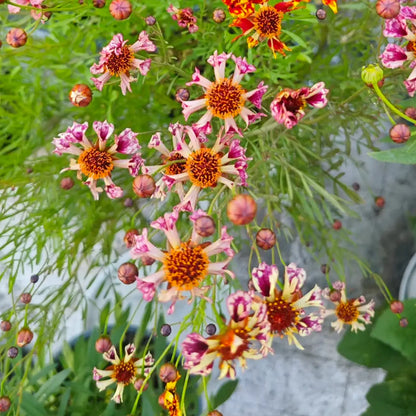 Coreopsis Seeds - Sea Shells Mix
