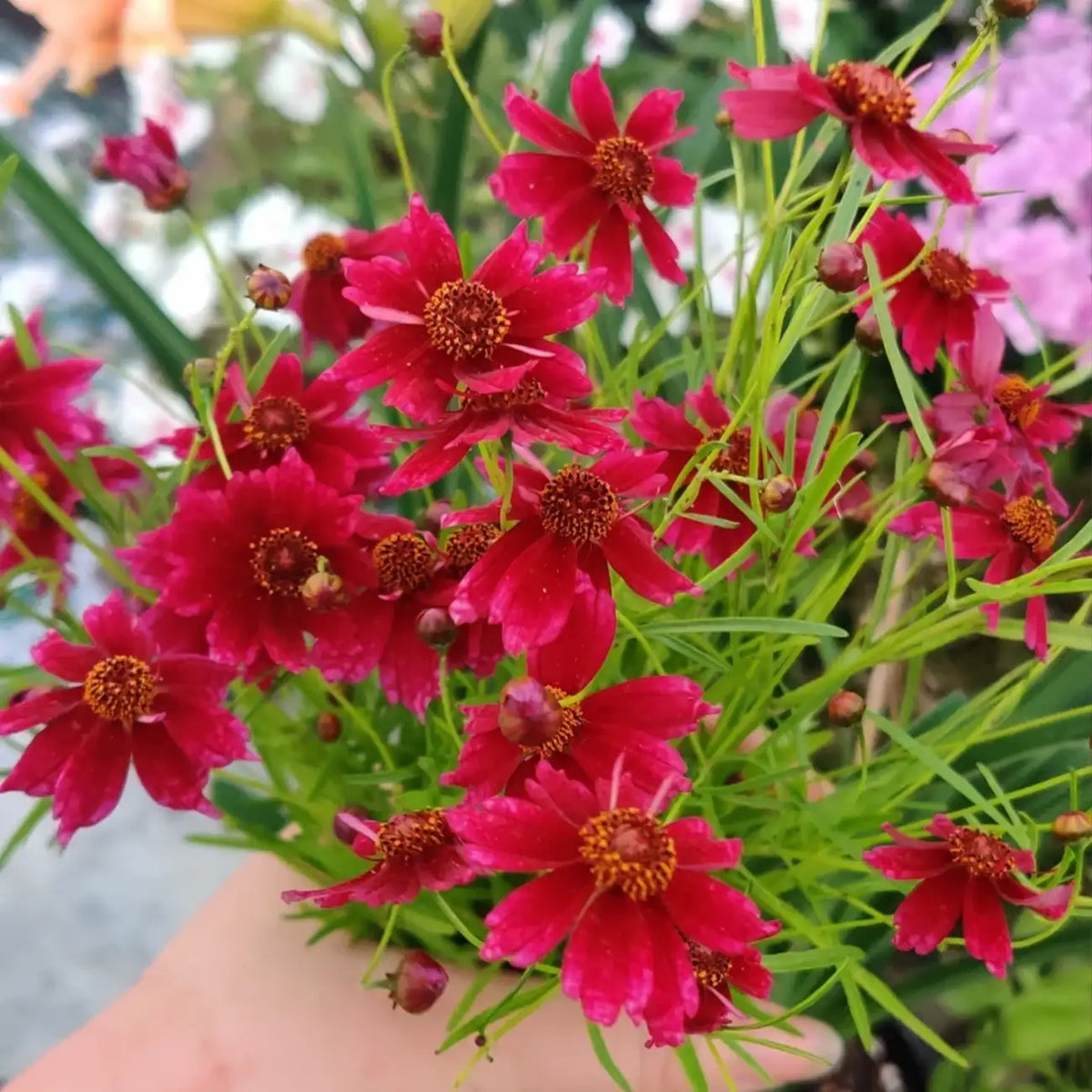 Coreopsis Seeds - Strawberry Lemonade