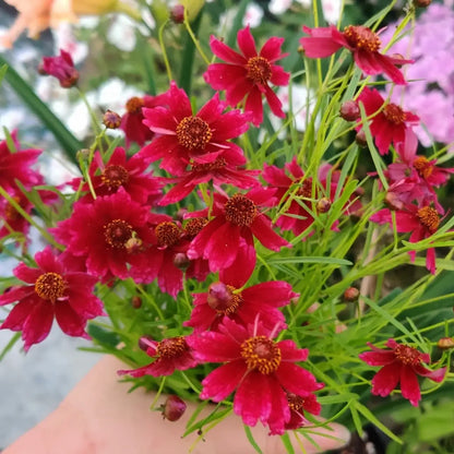 Coreopsis Seeds - Strawberry Lemonade