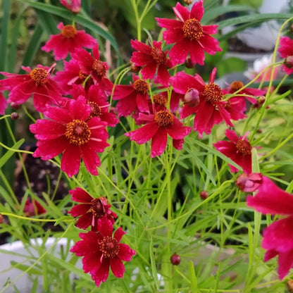 Coreopsis Seeds - Strawberry Lemonade