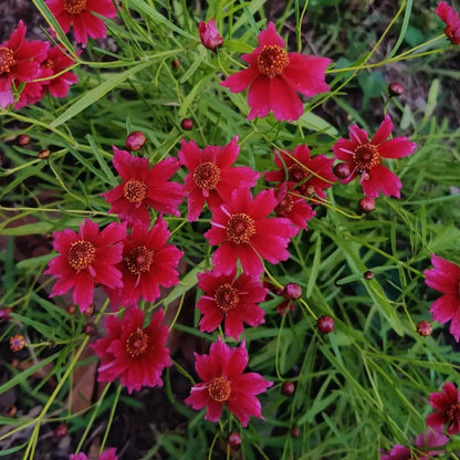 Coreopsis Seeds - Strawberry Lemonade
