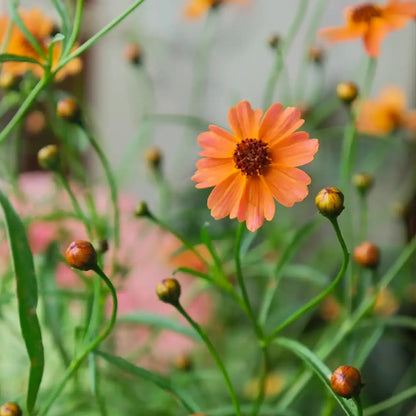 Coreopsis Seeds - Sunset Eve